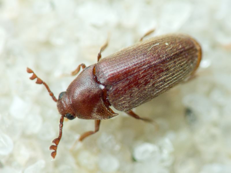 Trixagus dermestoides (Linnaeus, 1766)